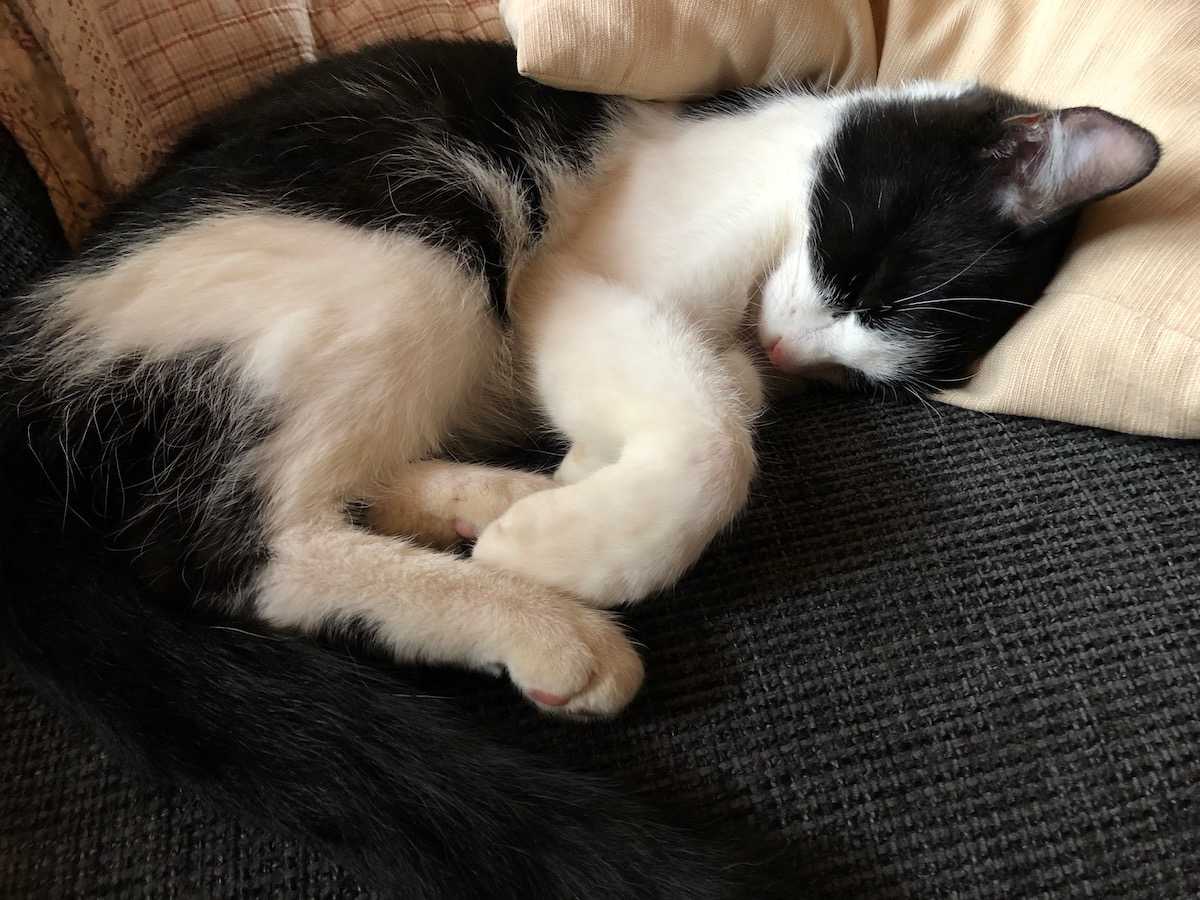 Vegane Katzen - geht das???