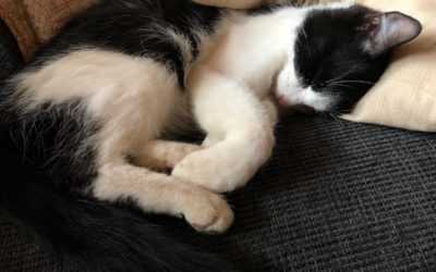 Vegane Katzen – geht das???